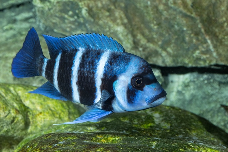 Cyphotilapia gibberosa 'Mtoto' (Moba)
